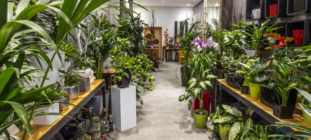 Allée principale de la boutique Nina Beni, richement ornée de plantes et de pots colorés, créant une atmosphère apaisante et naturelle